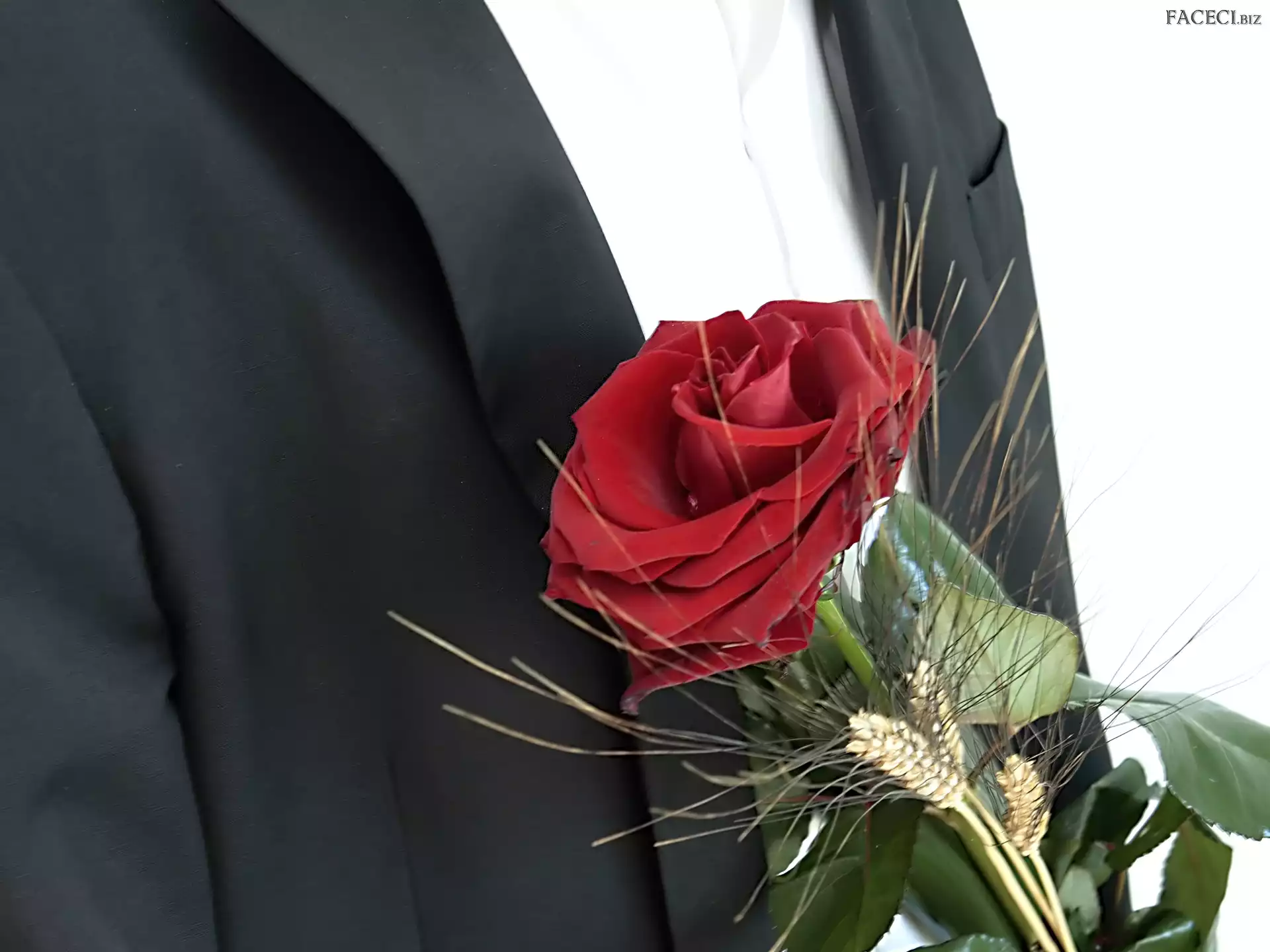 Mężczyzna, Czerwona, Róża